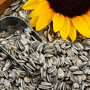 Sunflower Seed